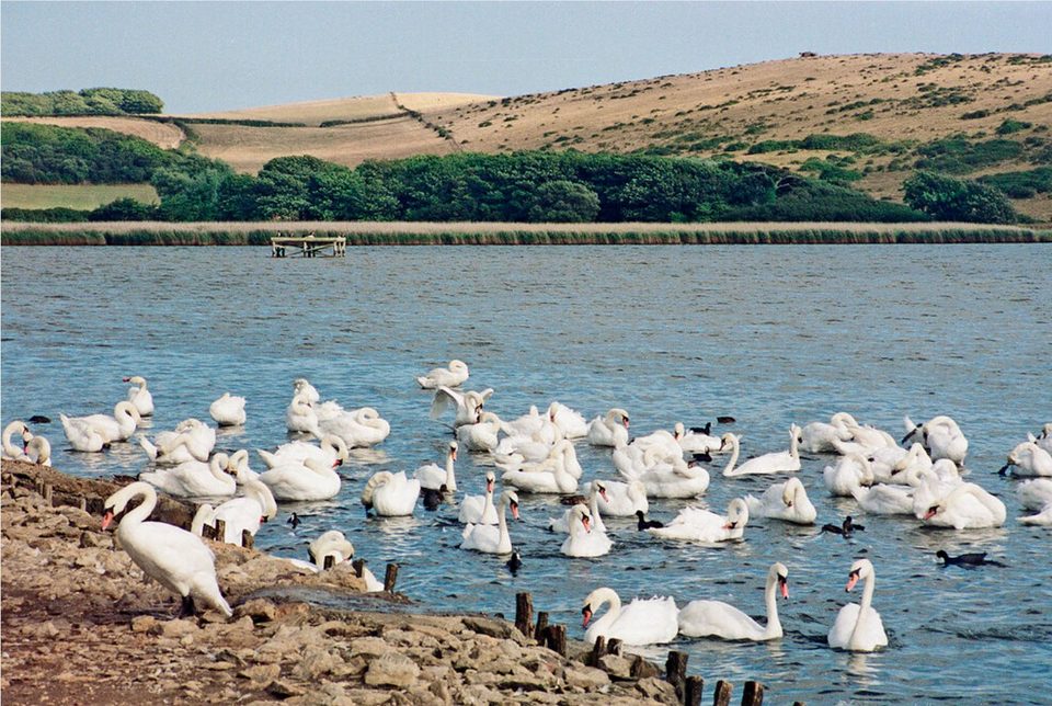 Down to the Swannery on foot