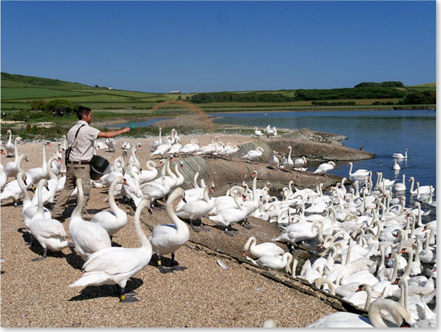 Abbotsbury Swannery