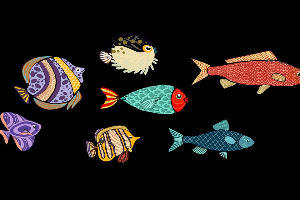 An array of colourful imaginative tropical fish
