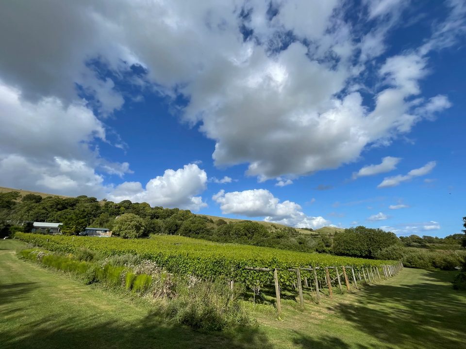 A wide view of vineyard